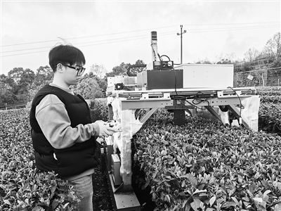 智能机器人山地茶园采摘忙