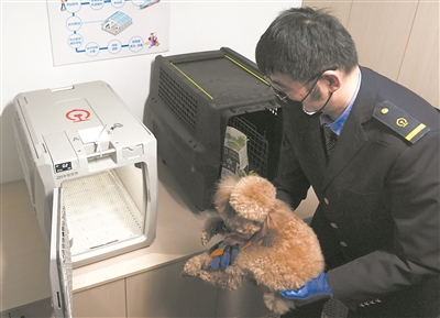 高铁宠物托运：“智能监测+运输箱”打造萌宠专属舱